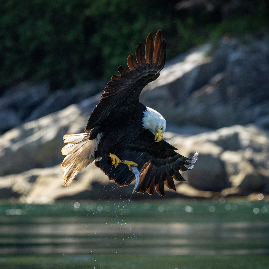 A bald eagle swoops down over water, clutching a fish in its talons, with outstretched wings and a forested, rocky background.